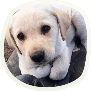 😳 a3945f0c chien, chiot, mignon, animal, animal de compagnie, labrador, race de chien whatsapp sticker