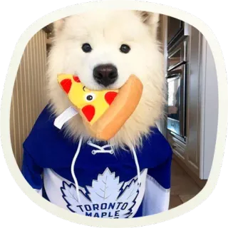🍕 a745f113 TORONTO
MAPLE chien, samoyède, pizza, maple leafs de toronto, hockey, maillot, mignon, animal de compagnie whatsapp sticker