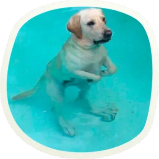 😳 a9df0272 chien, natation, piscine, eau, animal de compagnie, labrador, animal whatsapp sticker