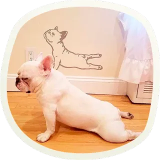 😴 ab7508aa chien, bouledogue français, yoga, exercice, fitness, animal, animal de compagnie whatsapp sticker