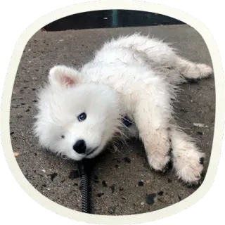 😳 bc90e1da chien, chiot, samoyède, mignon, animal, animal de compagnie whatsapp sticker