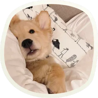😳 cf00b654 chien, chiot, mignon, animal, animal de compagnie, endormi, lit, golden retriever whatsapp sticker