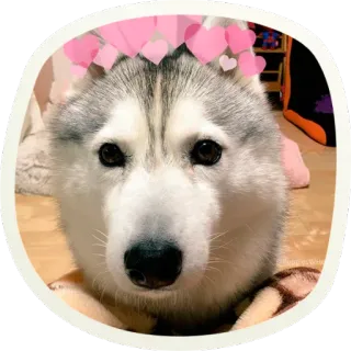 🙁 d469c883 chien, husky, animal, mignon, coeurs, animal de compagnie, animal domestique whatsapp sticker