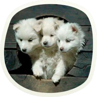 🐶 51 very cute doggies @lennysticker whatsapp stickers