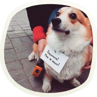 😳 e22297de Помогите! Мне не видно! chien, corgi, drôle, animal, mignon, panneau whatsapp sticker