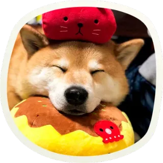 ☺️ e4e60b5b chien, shiba inu, dormir, animal, mignon, animal de compagnie, rouge, jaune whatsapp sticker