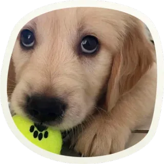 😳 f0699d99 chien, chiot, mignon, golden retriever, animal, animal de compagnie, balle de tennis whatsapp sticker