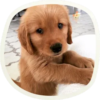 😱 fd7221e5 chiot, chien, golden retriever, mignon, adorable, animal de compagnie, animal whatsapp sticker