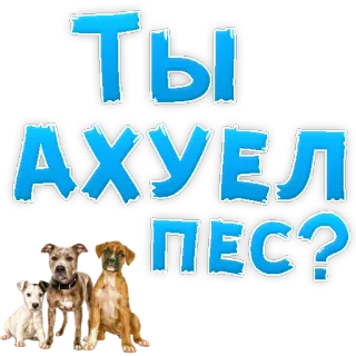 😡 242753e1 ТЫ АХУЕЛ ПЕС? 개, 러시아, 불쾌한 telegram sticker