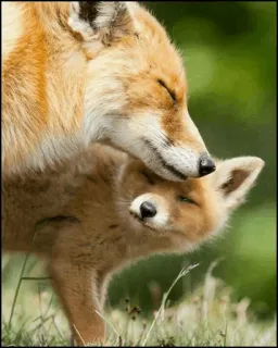 - Fox telegram stickers