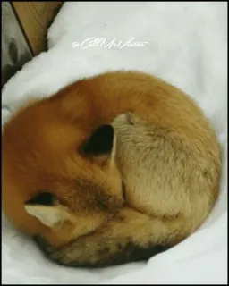 🦊 2f9ee49a zorro, animal, durmiendo, invierno, nieve, vida salvaje telegram sticker