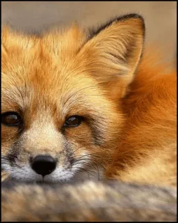 🦊 50886fc7 zorro, animal, vida salvaje, zorro rojo, mamífero, naturaleza, retrato telegram sticker