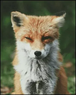 🦊 5e0c45b7 zorro, animal, fauna, naturaleza, mamífero, lindo telegram sticker