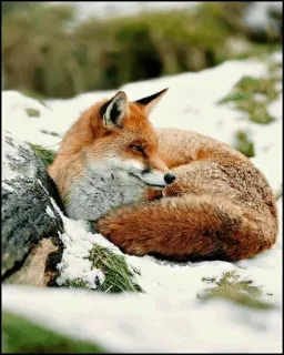 🍂 5ff5e439 zorro, animal, fauna, nieve, naturaleza telegram sticker