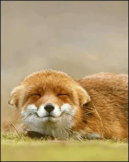 🦊 a827c558 zorro, animal, lindo, fauna, naturaleza, mamífero telegram sticker