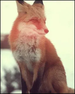 ✨ ae8c9cc4 zorro, animal, fauna, mamífero telegram sticker