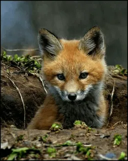 ✨ b933c266 zorro, animal, naturaleza, fauna, lindo, aire libre telegram sticker