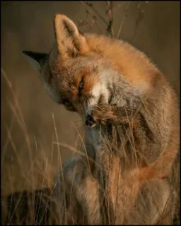 ✨ cdc9e177 zorro, animal, naturaleza, fauna, mamífero, aire libre telegram sticker