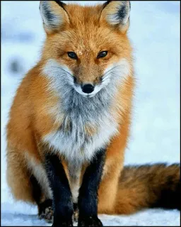 🍁 cfd44f72 zorro, animal, fauna, naturaleza, invierno, nieve telegram sticker