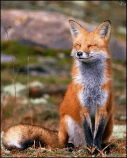 🍂 d0297654 zorro, animal, fauna, naturaleza, zorro rojo, aire libre, mamífero telegram sticker