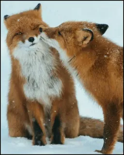 🍂 e333cfb3 zorros, animales, fauna, nieve, naturaleza, zorro rojo, besos telegram sticker