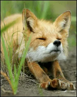 ✨ fdbb3898 zorro, animal, fauna, naturaleza, mamífero, aire libre telegram sticker