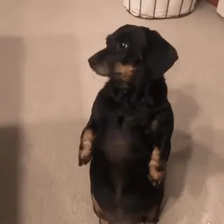 😐 02dba4b0 개, 닥스훈트, 동물, 애완동물, 귀여운, 서 있는, 인물 사진 telegram sticker