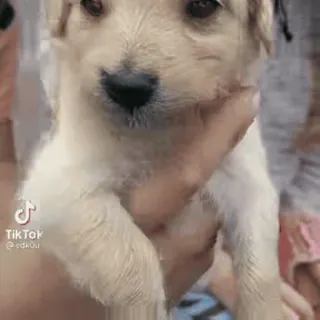 💀 1bccfcce Tiktok @edk0u 강아지, 개, 동물, 애완동물, 귀여운 telegram sticker