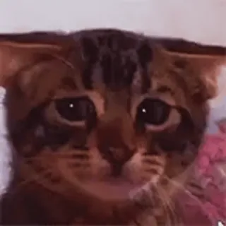 🤔 7e82b41d 고양이, 슬픈, 밈, 동물, 웃긴, 귀여운 telegram sticker