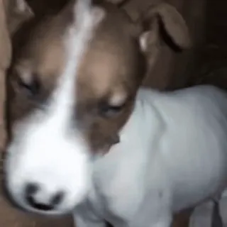 🐩 8b3d494d 개, 강아지, 애완동물, 동물, 귀여운, 반려동물 telegram sticker