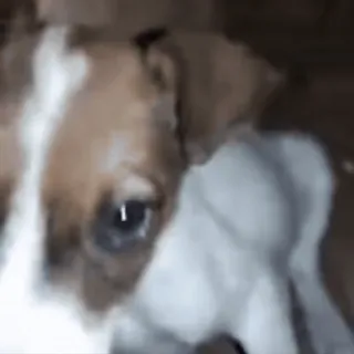 🥀 accaf686 개, 강아지, 동물, 애완동물, 반려동물 telegram sticker