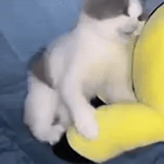 ❤ f7bb2691 고양이, 새끼 고양이, 장난기, 귀여운, 동물, 애완 동물, 노란색, 봉제인형 telegram sticker