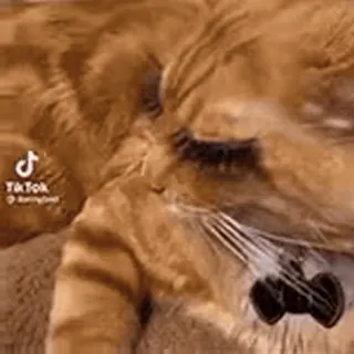 🍼 fcbfe98d TikTok 고양이, 동물, 애완동물, 밈, 졸린 telegram sticker