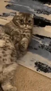 😊 01603f5d cat, kitten, pet, animal, cute, scottish fold telegram sticker