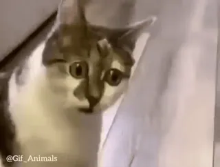 😳 1351e052 @Gif_Animals cat, animal, cute, pet, funny telegram sticker