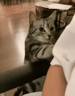 🤗 14e3e732 cat, animal, pet, cute, kitten, standing telegram sticker