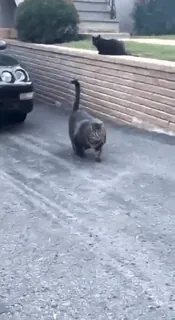 🏋 1c2e182a cat, cats, animals, pets, domestic animals, feline telegram sticker