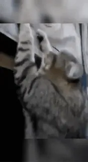 🏋 24042fd9 cat, animal, pet, feline, cute, domestic telegram sticker