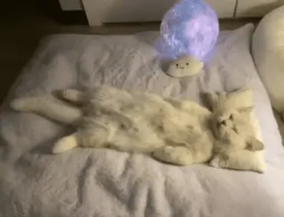 😴 32ce3a3f cat, sleeping, bed, pillow, cute, pet, feline telegram sticker