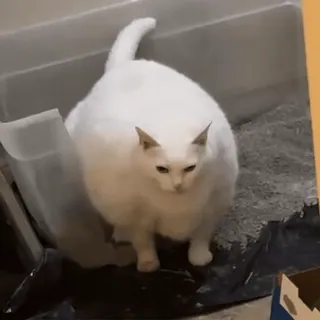🥴 32d98b7f cat, white cat, animal, pet, domestic animal, mammal telegram sticker