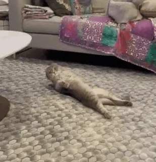 😕 3d869ab6 cat, cute, animal, pet, funny, domestic animal telegram sticker