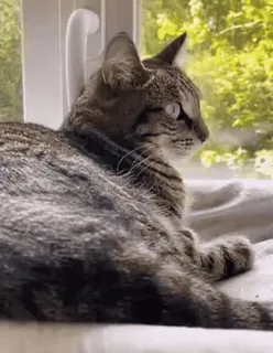 😑 45552eb6 cat, animal, domestic cat, mammal, feline, pet, tabby cat telegram sticker