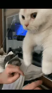 😙 5ebb794b cat, pet, animal, domestic cat, feline telegram sticker