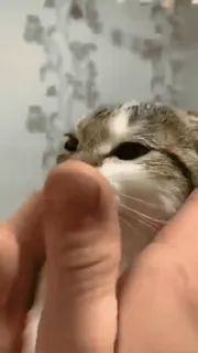 😗 77e896dc cat, animal, pet, cute, mammal, domestic cat telegram sticker