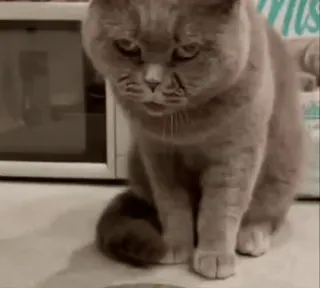 🤮 7978fa0a cat, animal, pet, feline telegram sticker