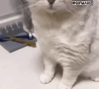 😭 7ecbbb1d cat, cute, animal, kitten, pet, funny telegram sticker