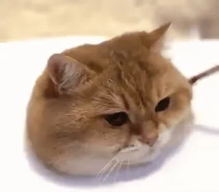 😗 814cdc98 cat, animal, cute, domestic, pet, feline telegram sticker