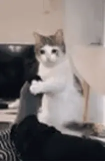 🥺 84557635 cat, animal, pet, cute, funny, paw telegram sticker