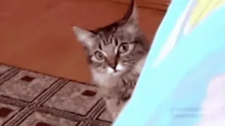 😶 9ad3e207 cat, kitten, animal, pet, cute telegram sticker