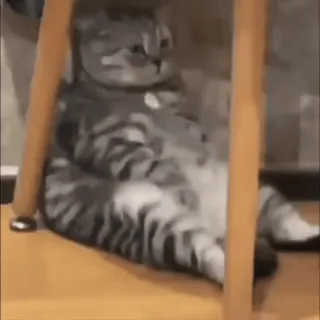 🥲 bc39f67e cat, animal, pet, cute, funny, domestic, feline, lazy telegram sticker